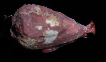 Media type: image;   Malacology 399109 Description: live specimen;